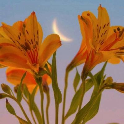 台湾福星彩手机app下载